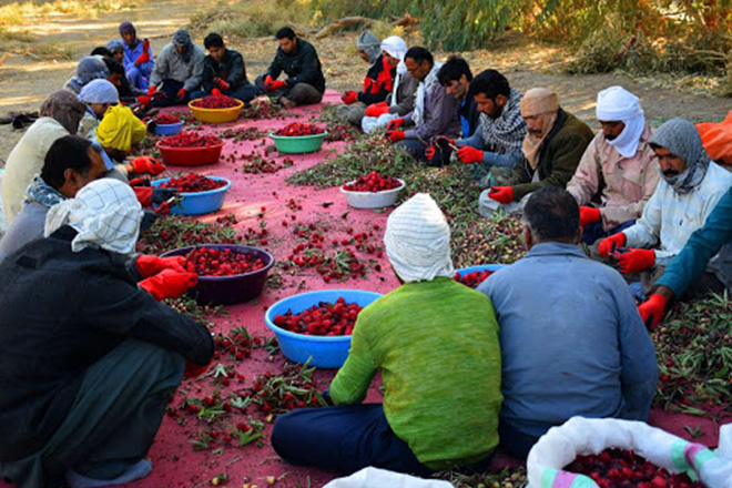 چای ترش در ایران