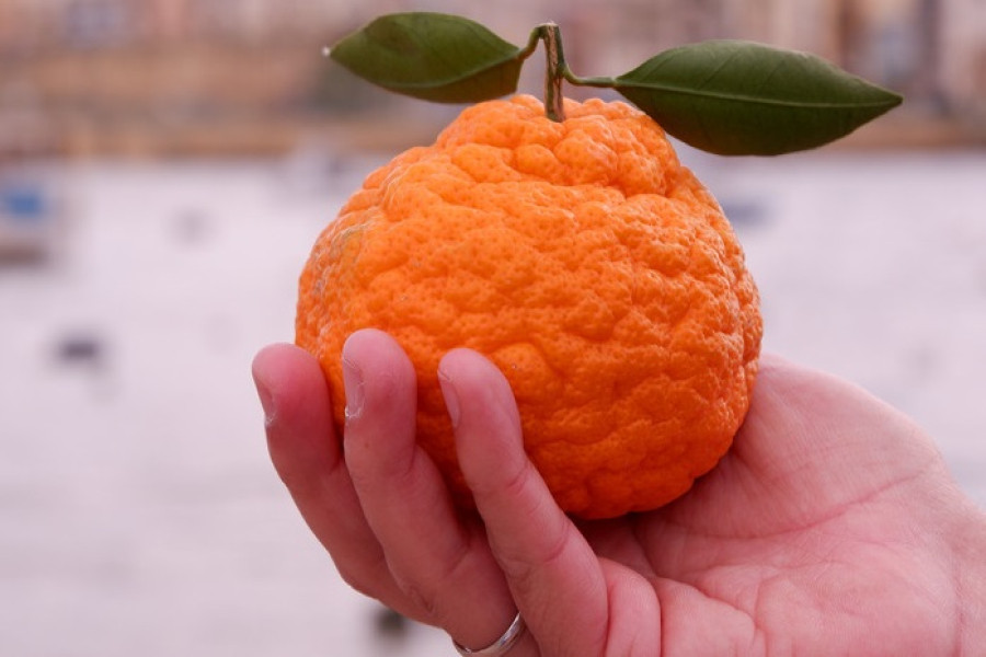 خواص پوست نارنگی