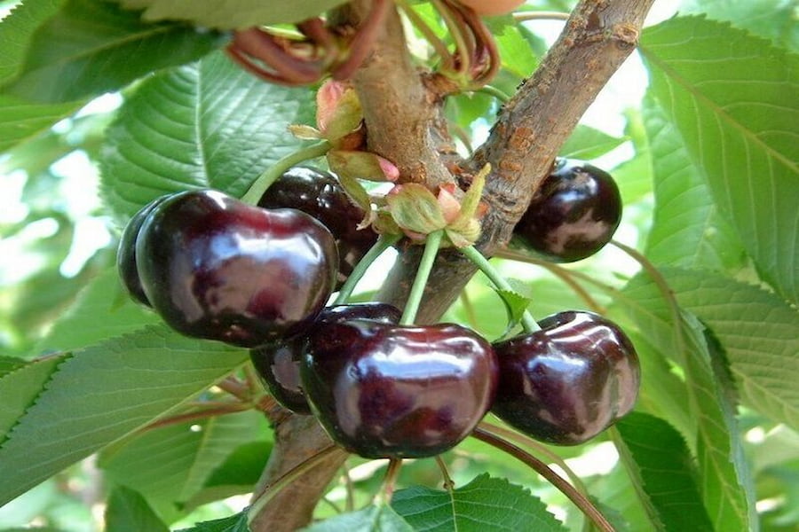 فواید گیلاس برای بدن