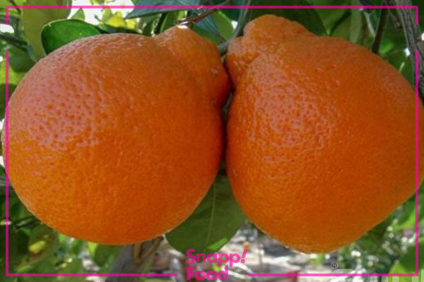 نارنگی تانجلو