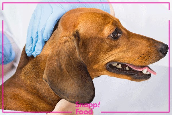برخی از بیماری‌ها در سگ‌ها از طریق نوازش سگ آلوده قابل انتقال هستند.