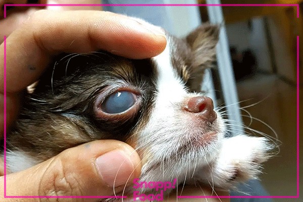 برای تمیز کردن چشم‌ سگ‌ها از قطره‌هایی که دامپزشک تجویز می‌کند استفاده کنید.