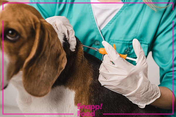 سرفه، تب و آبریزش بینی از علائم ابتلا به ویروس آنفولانزا در سگ‌ها است.