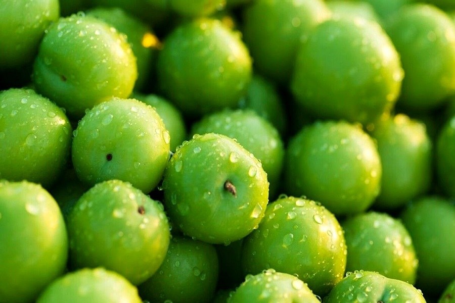 گوجه سبز میوه بهاری