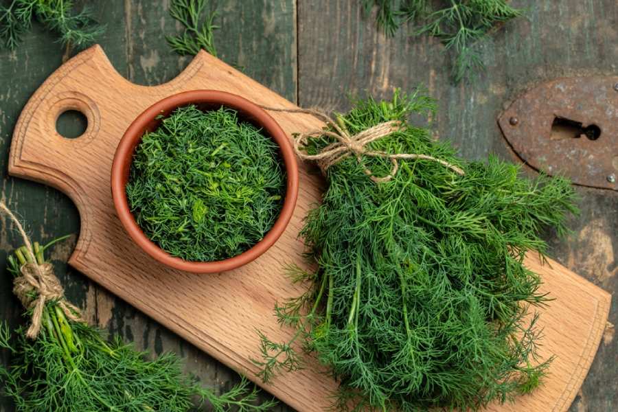 خواص شوید تازه