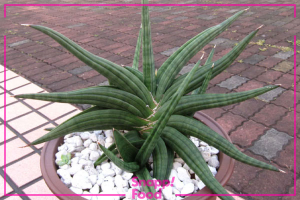 سانسوریا پتنس (Sansevieria Patens)