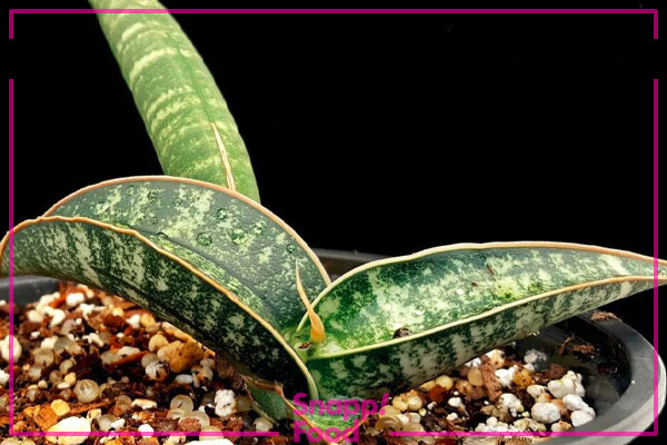 سانسوریا فیشری (Sansevieria Fischeri)