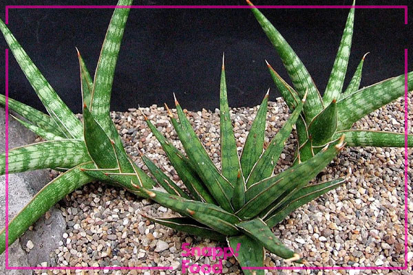 سانسوریا گراسیلیس (Sansevieria Gracilis)