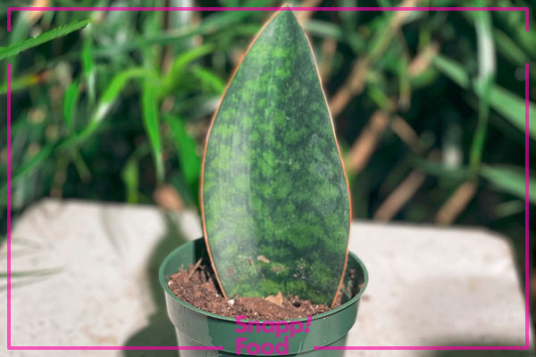 سانسوریا ماسونی یا باله نهنگی (Sansevieria Masoniana)