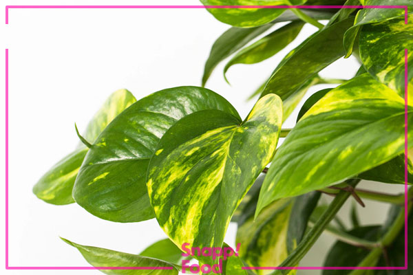 پتوس ابلق (Golden Pothos)