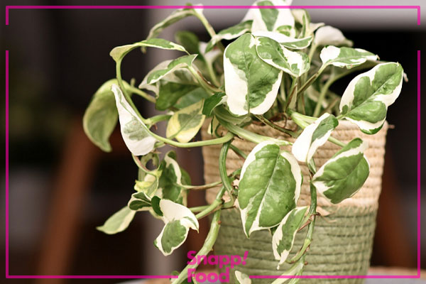 پتوس ارتشی، سفید یا پتوس عروس (N-Joy Pothos)