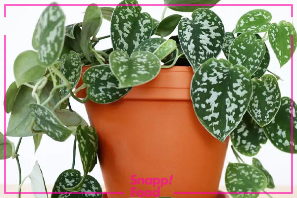 پتوس ساتین (Silver/Satin Pothos)