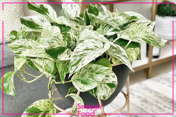 پتوس مرمری (Marble Queen Pothos)