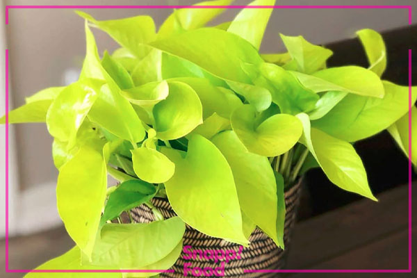 پتوس نئون (Neon Pothos)