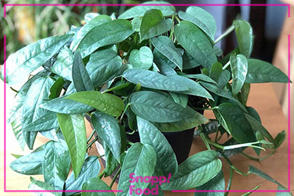 پتوس سبو بلو (Cebu Blue Pothos)