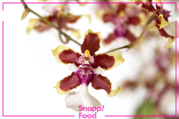 ارکیده اونسیدیوم (Oncidium Orchid)