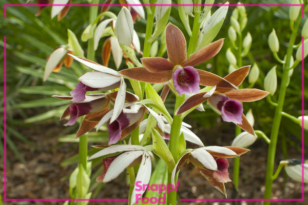 ارکیده فایوس (Phaius Orchid)