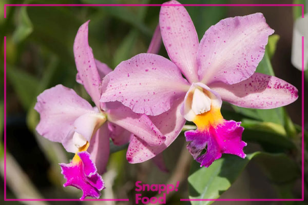 ارکیده کاتلیا (Cattleya Orchid)