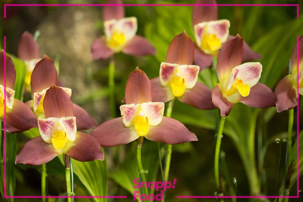 ارکیده لیکاسته (Lycaste Orchid)