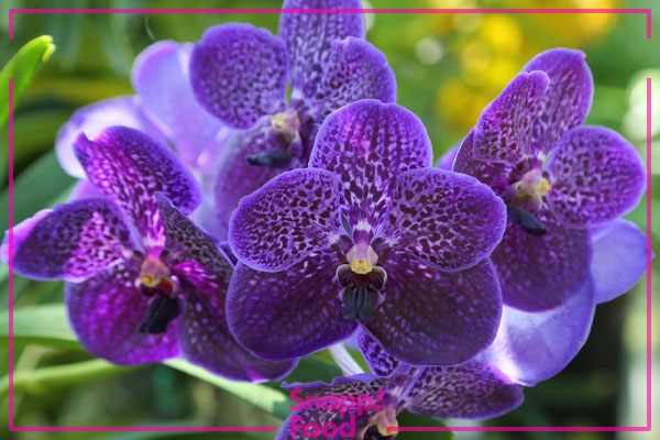 ارکیده وندا (Vanda Orchid)