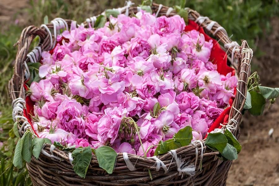 خواص گل محمدی