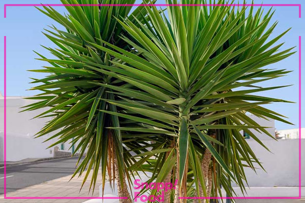 یوکا آلویفولیا (Yucca Aloifolia)