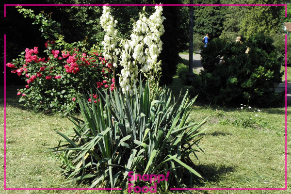 یوکا با برگ ضعیف (Yucca Flaccida)