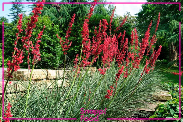 یوکا قرمز (Hesperaloe Parviflora)