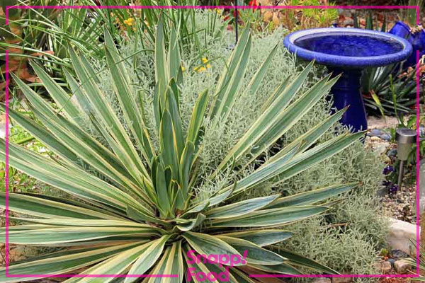 یوکا گلوریوسا (Yucca Gloriosa)