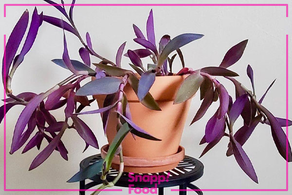 برگ بیدی بنفش (Tradescantia Pallida)