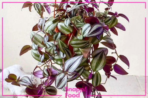 زبرینا پندولا (Tradescantia Zebrina)