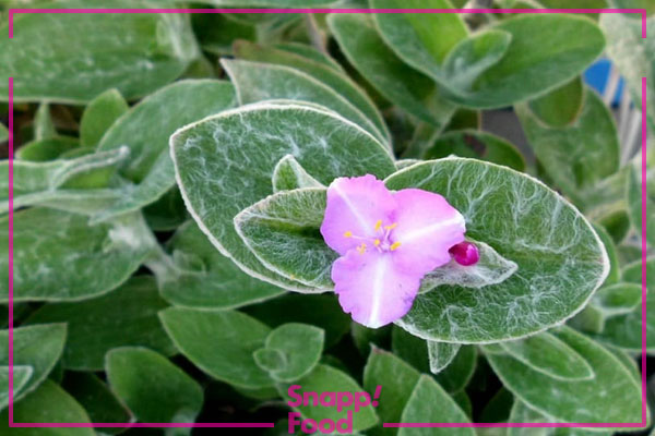 برگ بیدی ولوتینا (Tradescantia velutina)