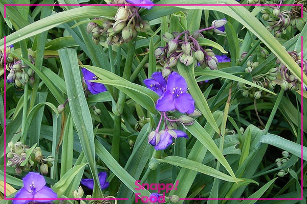 برگ بیدی ویرجینیانا (Tradescantia virginiana)