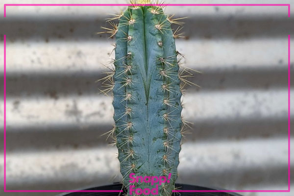 پاخی سرئوس (Pachy Cactus)