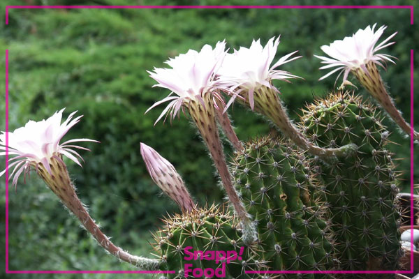 کاکتوس اچینوپسیس (Echinopsis Cactus)