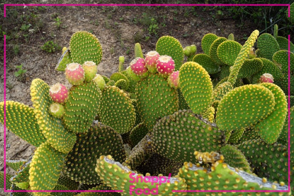 کاکتوس بال‌های فرشته (Angel Wings Cactus)