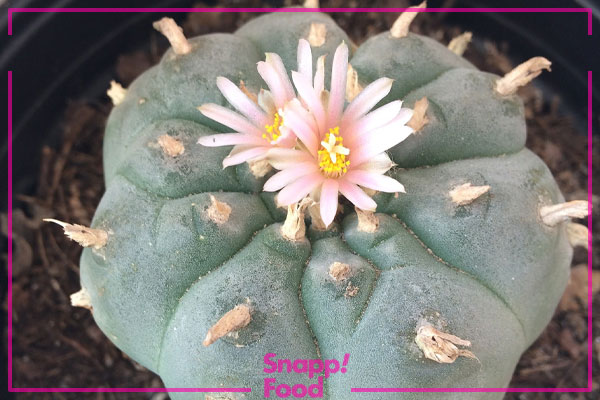 کاکتوس پیوت (Peyote Cactus)