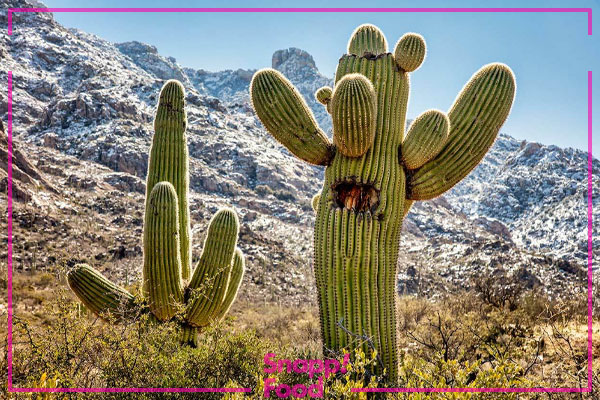 کاکتوس ساگوارو (Saguaro Ccactus)