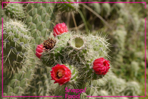 کاکتوس سیلندریکا (Cylindrica Cactus)