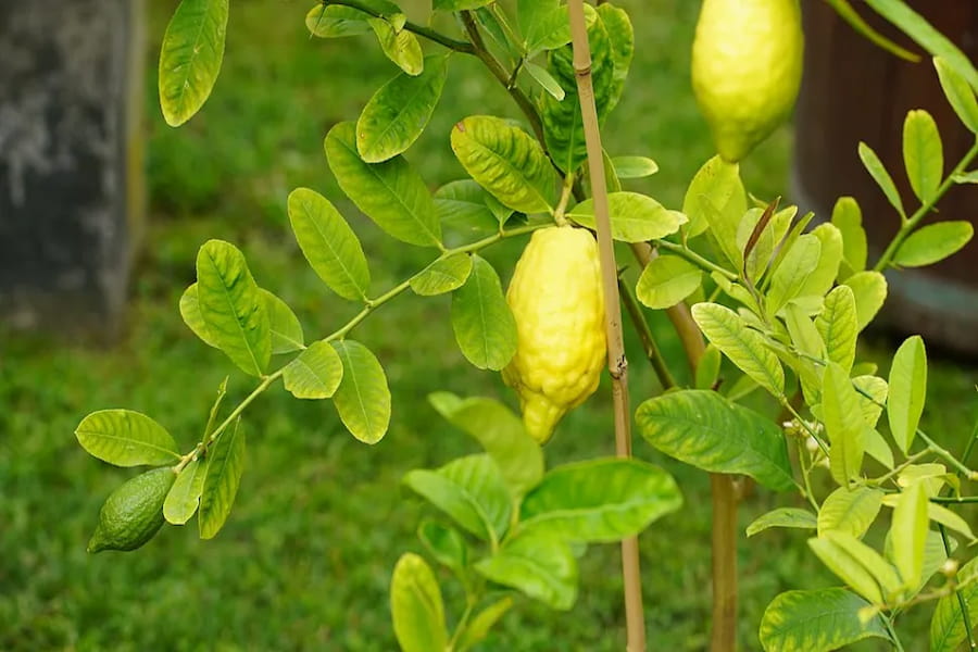 تصویر میوه بالنگ
