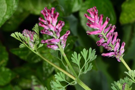 خواص عرق شاتره