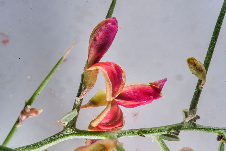 گیاه خارشتر