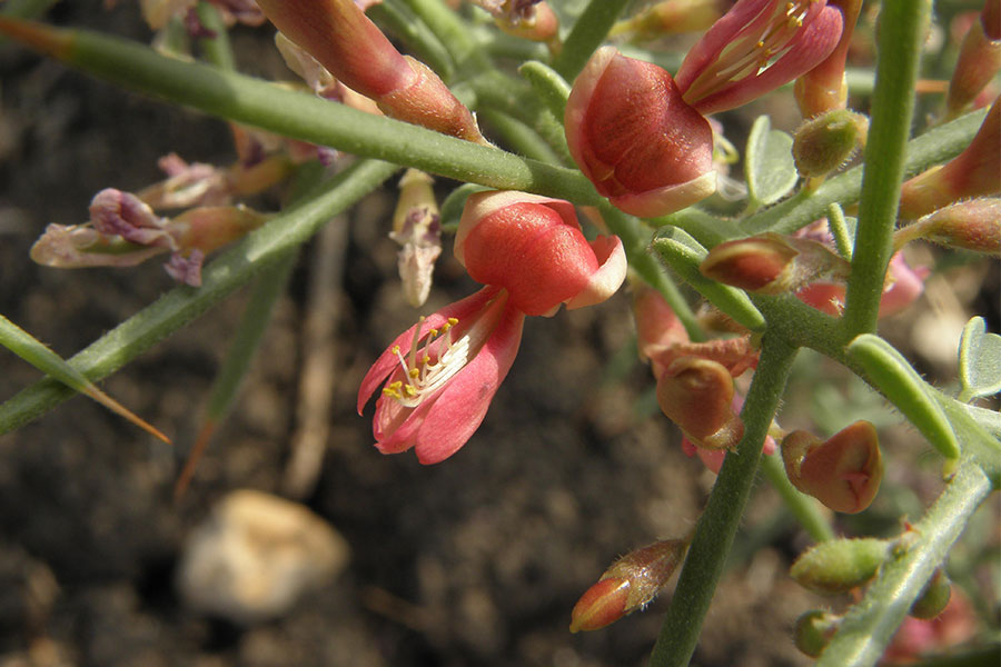 طریقه مصرف عرق خارشتر برای دفع سنگ کلیه