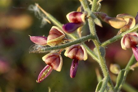 ‌عرق خارشتر