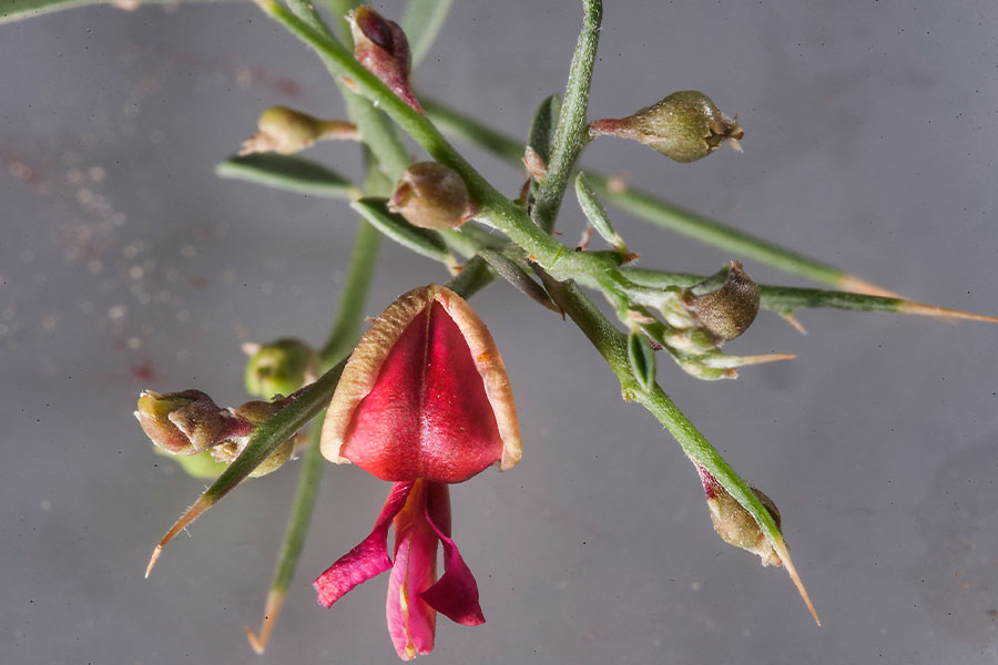 معرفی گیاه خارشتر