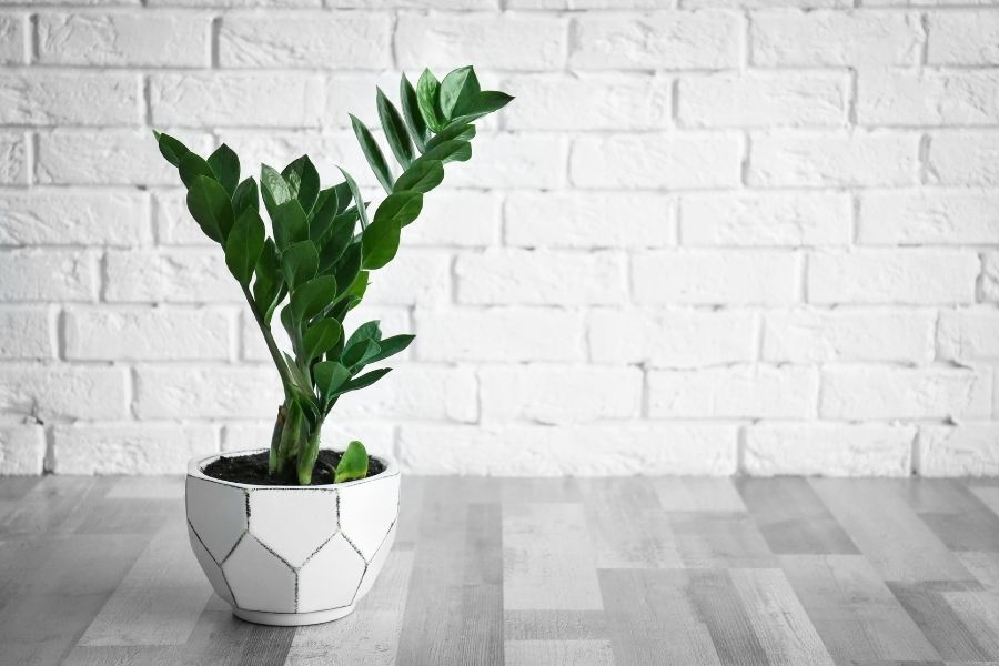 معرفی گل زاموفیلیا