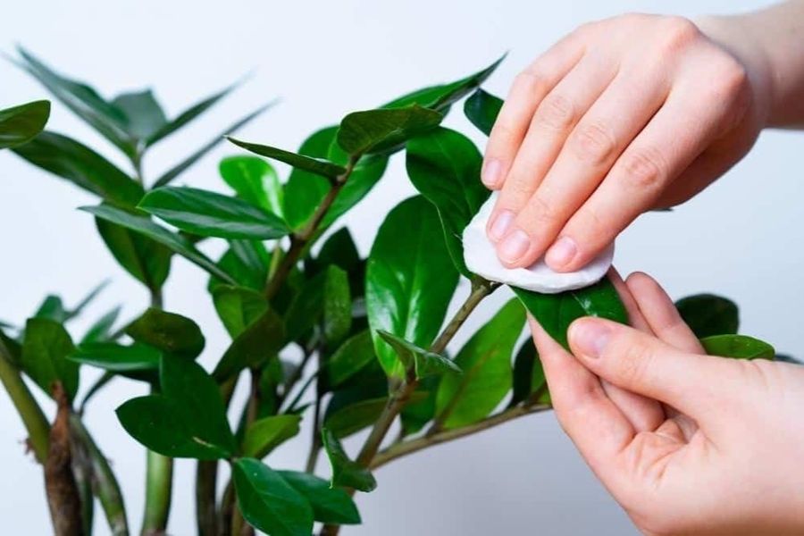 روش های نگهداری زاموفیلیا