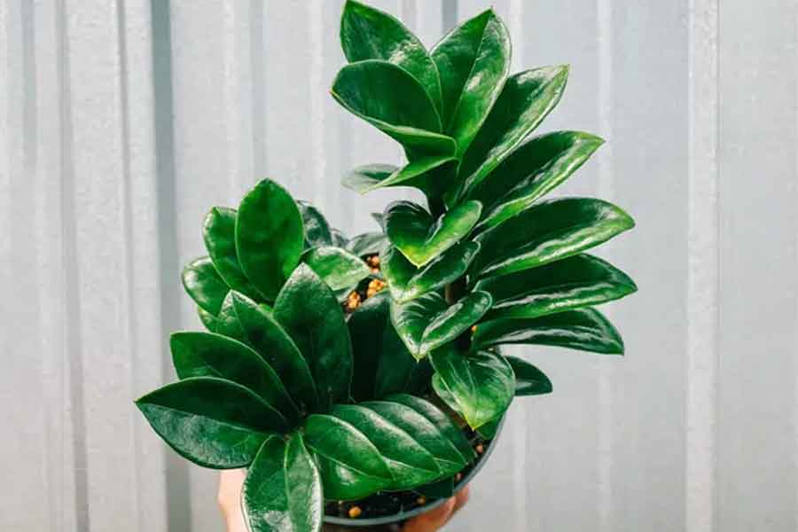 زاموفیلیا کوتوله