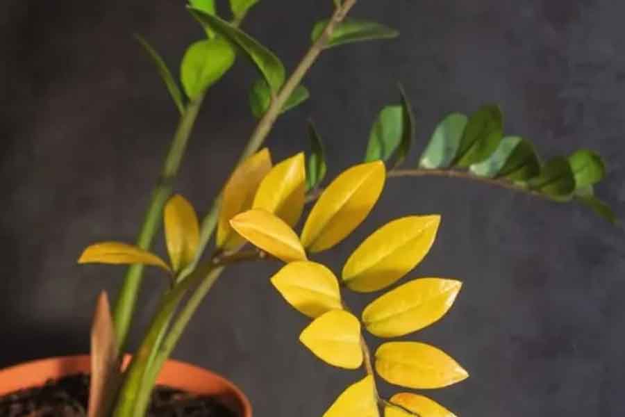 زرد شدن برگ زاموفیلیا