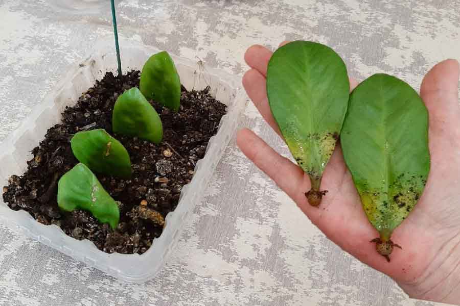 روش های تکثیر گل زاموفیلیا